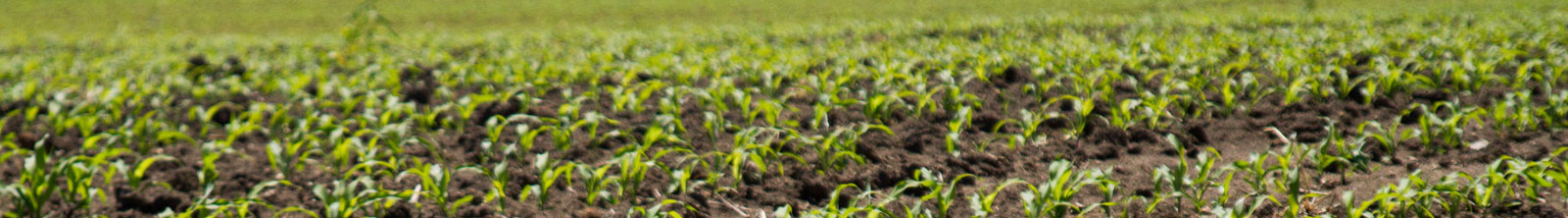 Organic Agriculture